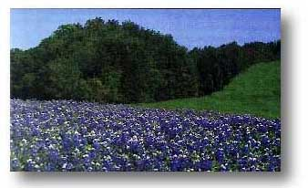 Field of Bluebonnets